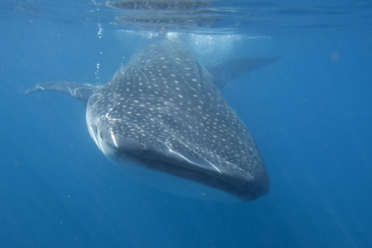 Image: A whale shark swims in the Caribbean Sea in Isla Mujeres